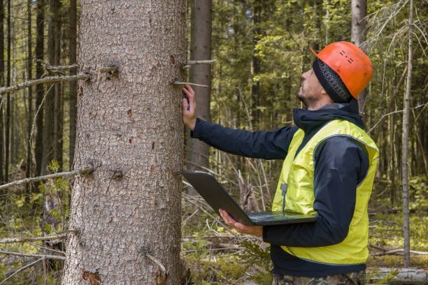 Do Tree Removal Companies in Strongsville Offer Free Estimates?