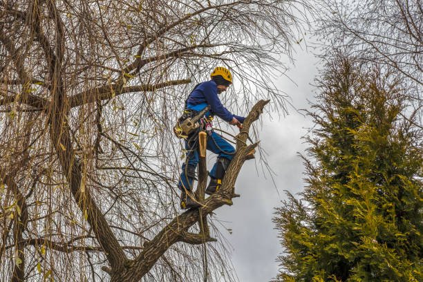 How Much Does Tree Removal Cost in Strongsville, OH?
